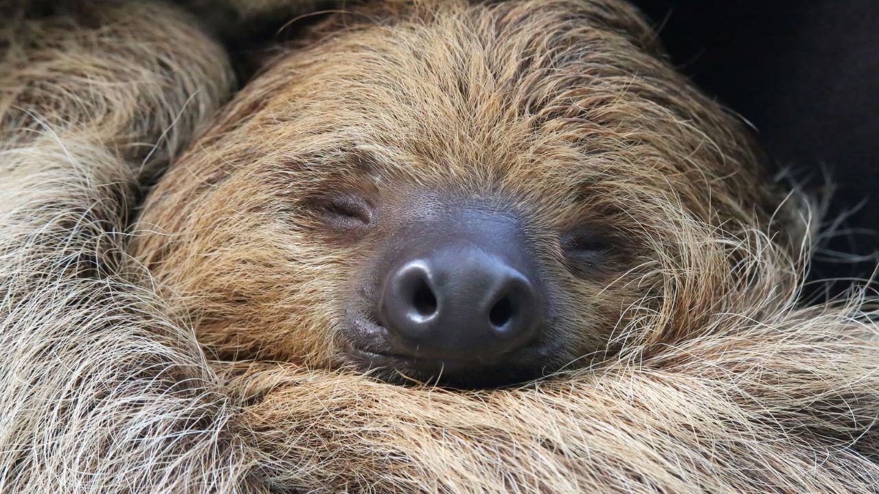 Close-up of sloth resting peacefully