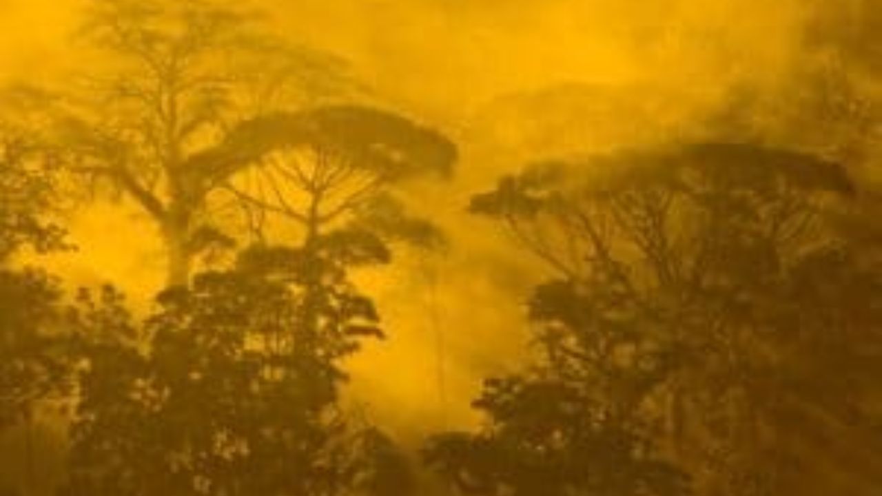  Golden-lit Monteverde cloud forest with misty layered trees.