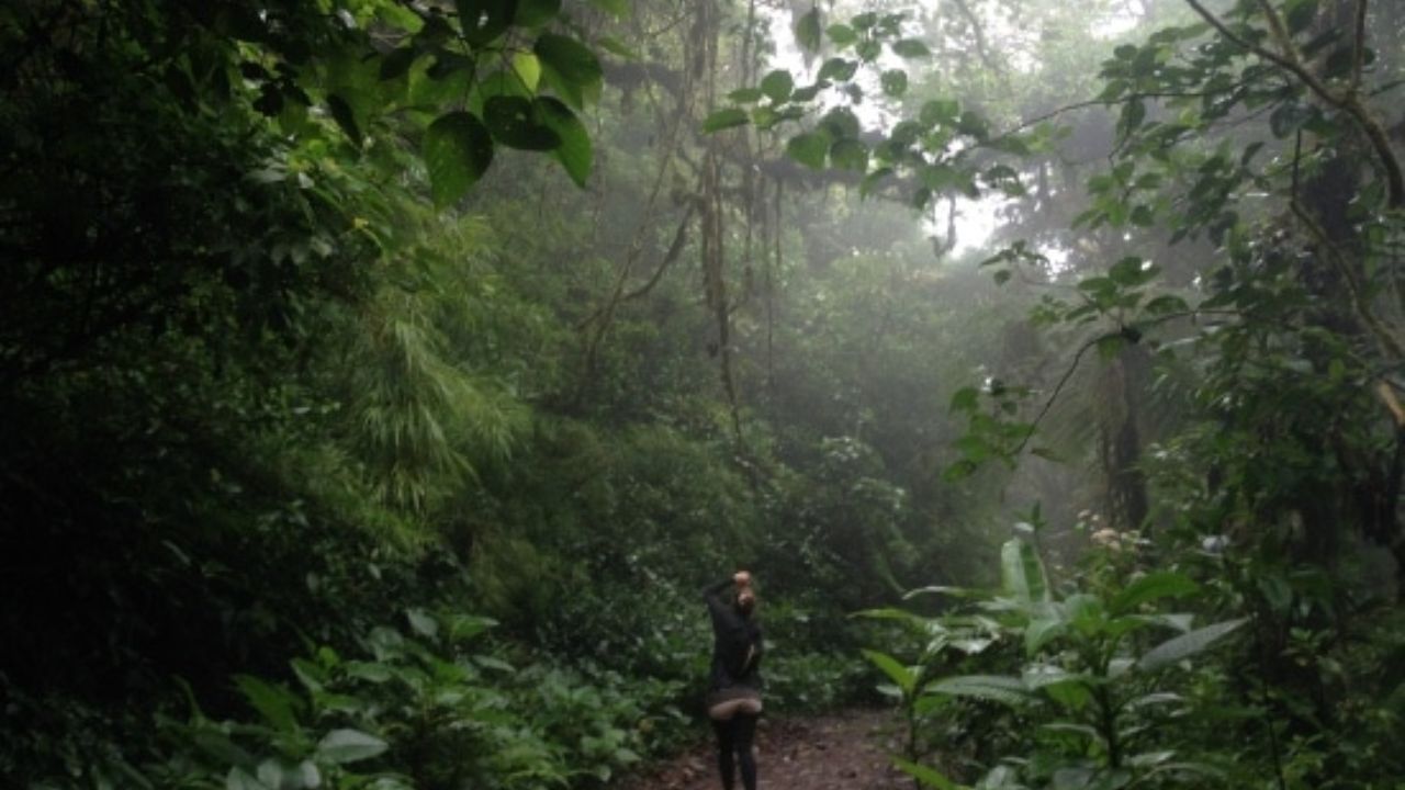 Misty Monteverde Cloud Forest surrounded by lush greenery and hanging vines.