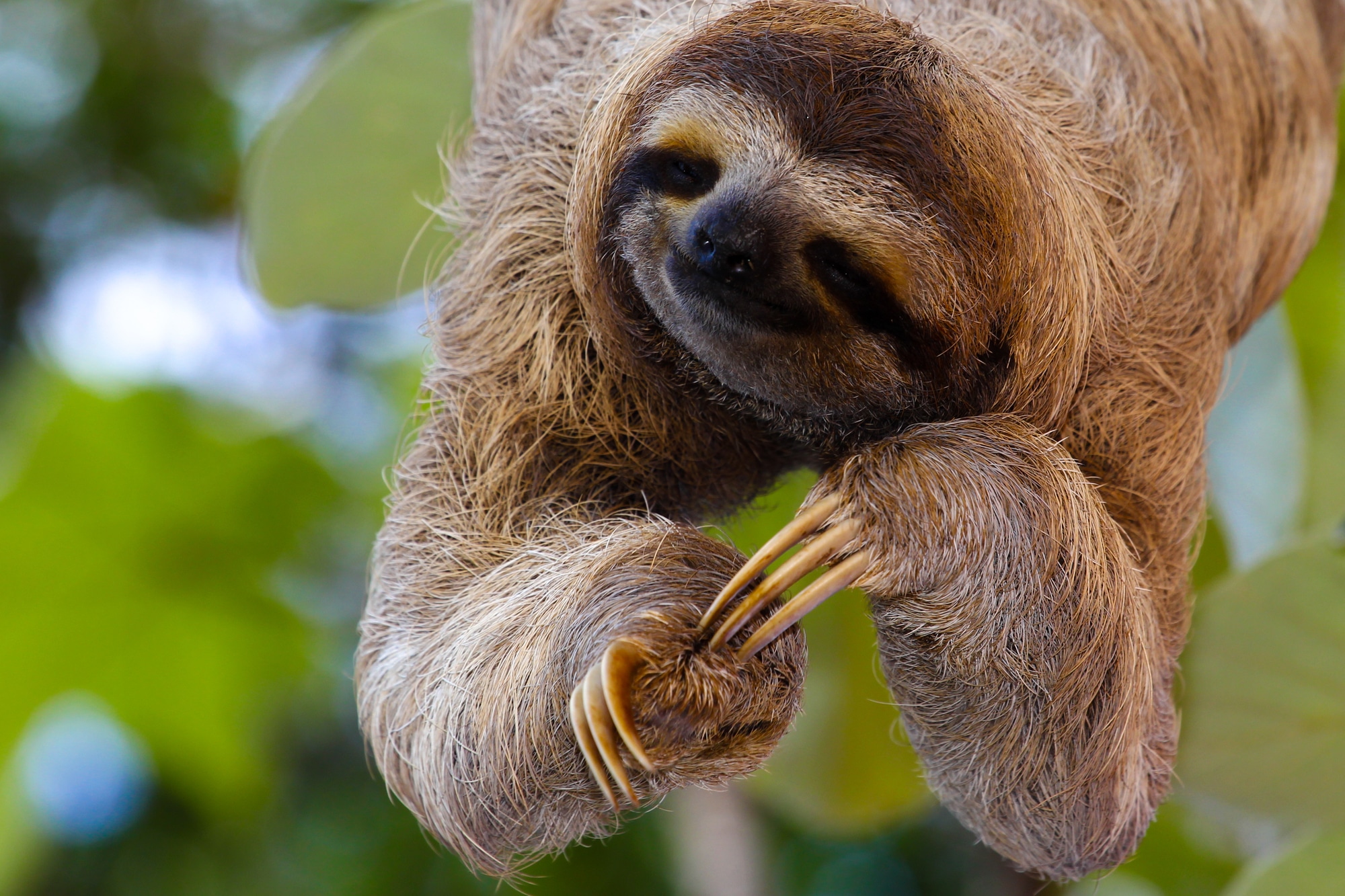 sloth