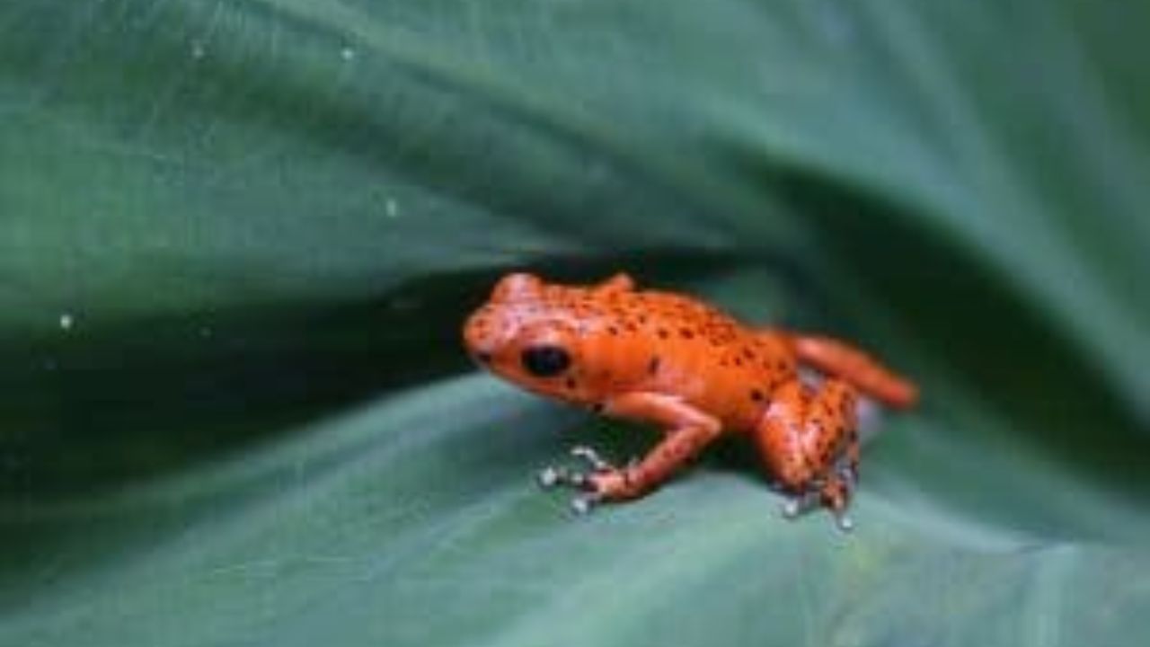 Bright orange poison dart frog with black spots on rainforest leaf. 