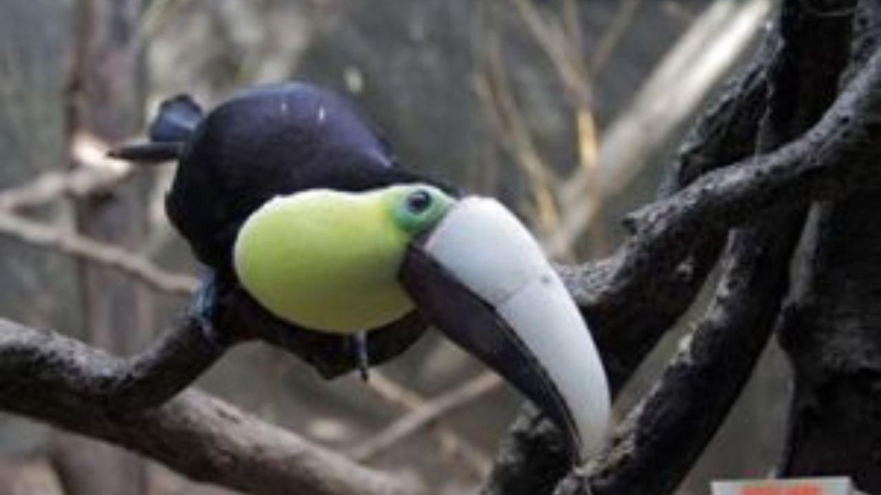Toucan perched on a branch with a large beak in Costa Rica. 