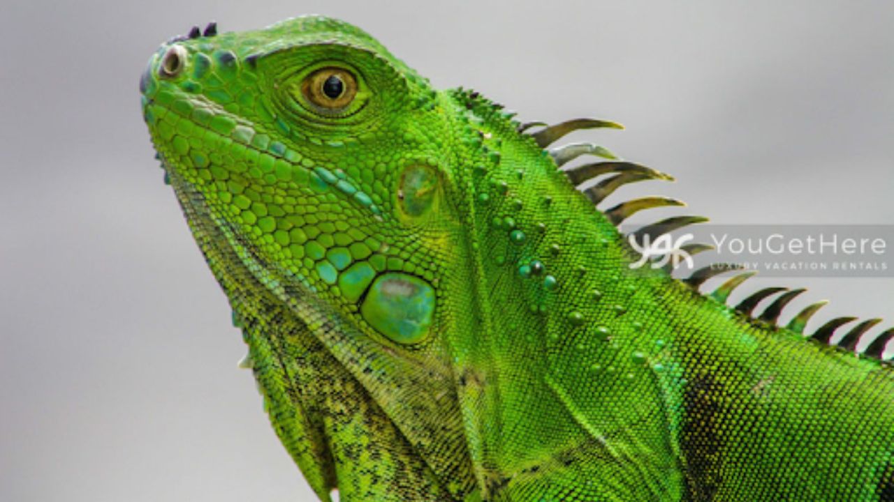 Close-up of vibrant green iguana with detailed scales. 