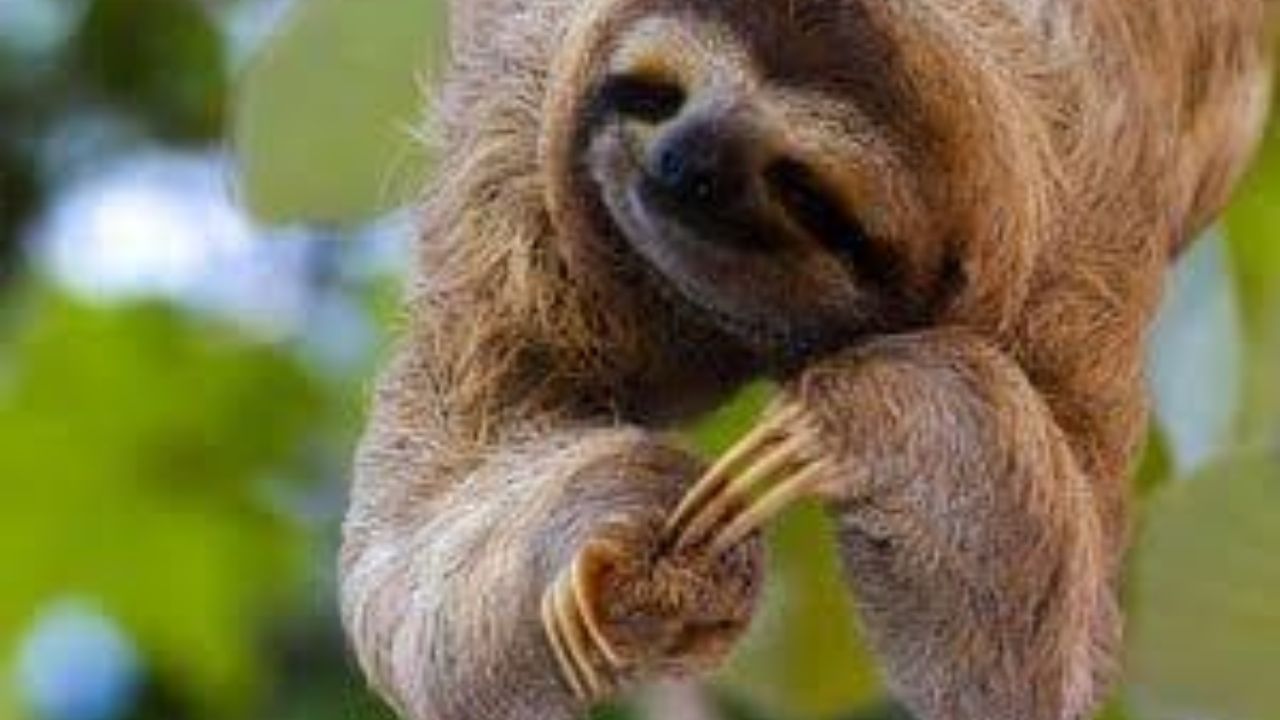 Three-toed sloth hanging from tree branch in Costa Rican rainforest. 