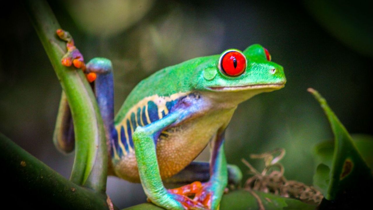 Vibrant red-eyed tree frog perched on a green stem.
